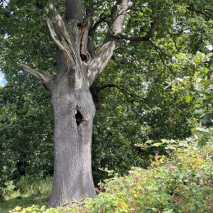 A tree with features that an ecologist would record to as part of ground level tree assessment for roosting bats